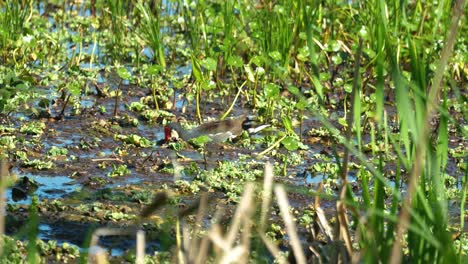 Gallinule-Común-Comiendo-Entre-Juncos-Y-Pennywort-Dollarweed-En-Los-Humedales-De-Florida-4k