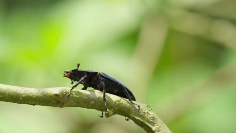 seen moving its legs and antennae while the branch moves with the wind under the shade of the tree during a hot afternoon