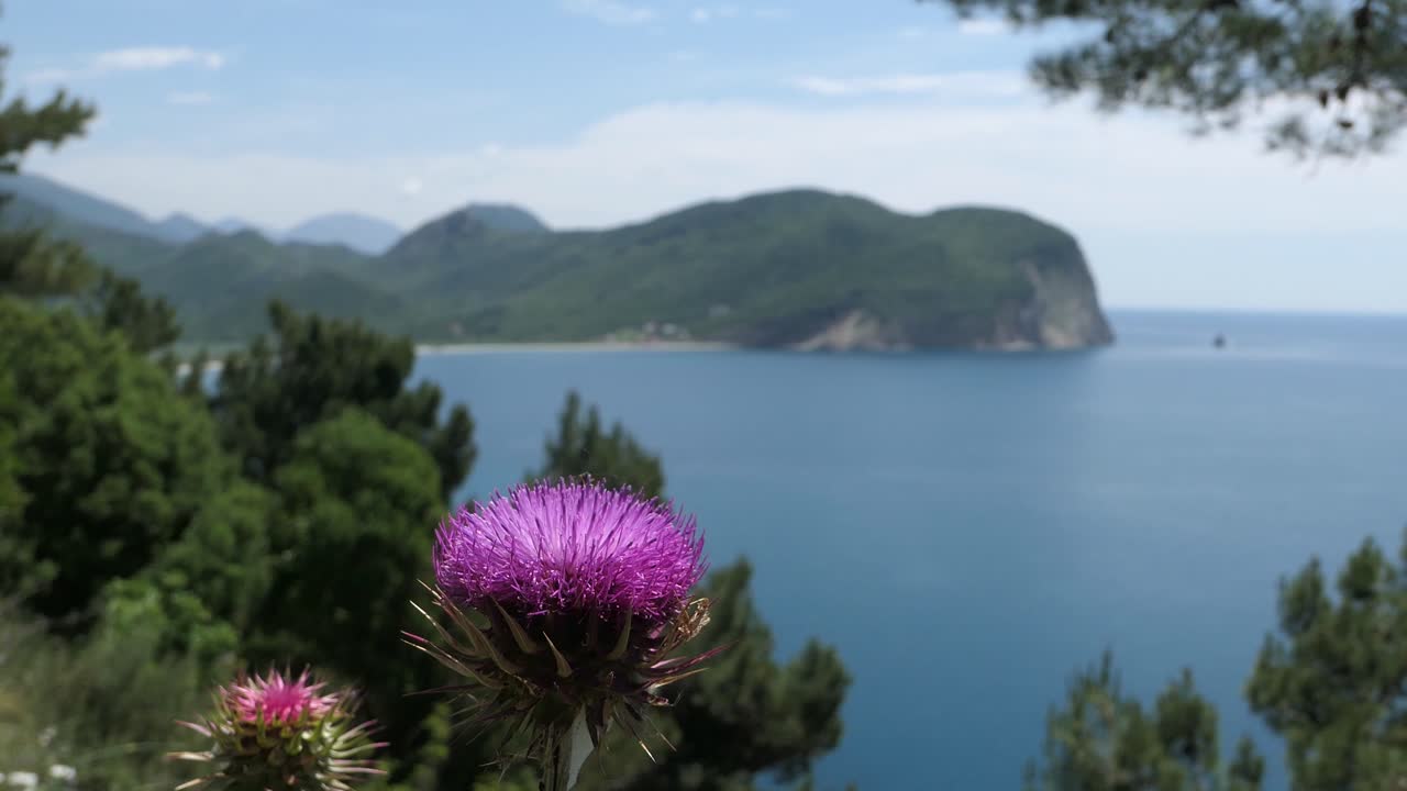 Mediterranean sea and green mountains view with purple flower thistle