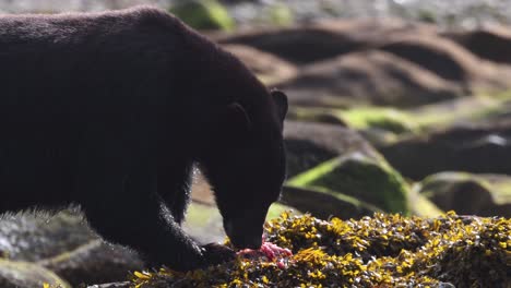 black bear eating salmon on seaweed covered rocks