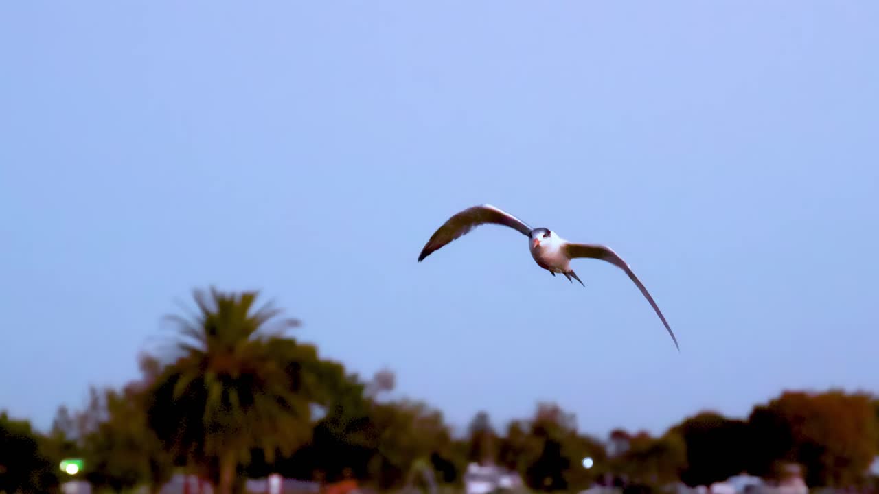 A tern elegantly soars through a bright blue sky, showcasing its impressive wingspan and aerial agility.