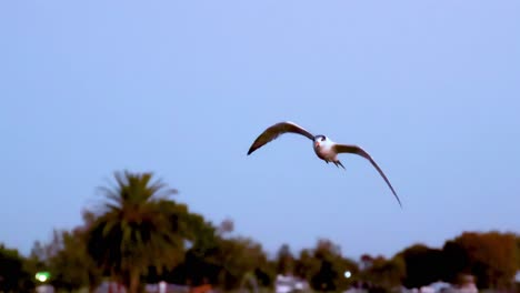 a tern elegantly soars through a bright blue sky, showcasing its impressive wingspan and aerial agility.