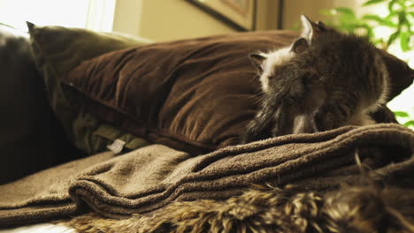 curious tabby and siamese kittens on a couch, medium shot