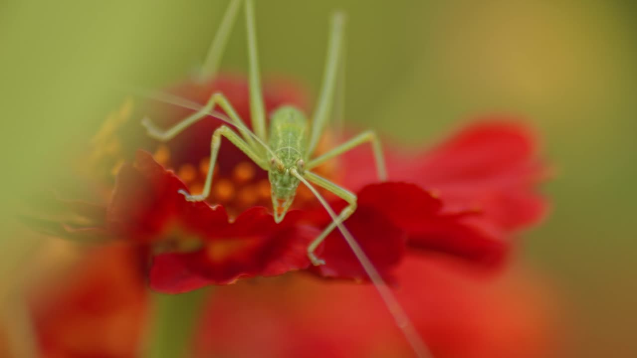 vista frontal del grillo de arbusto verde sentado en la flor de helenio estornudo flor roja contra un fondo borroso
