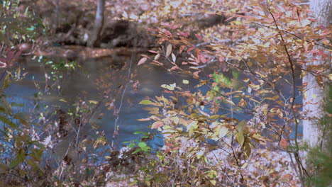 creek in forest in autumn with fall leaves