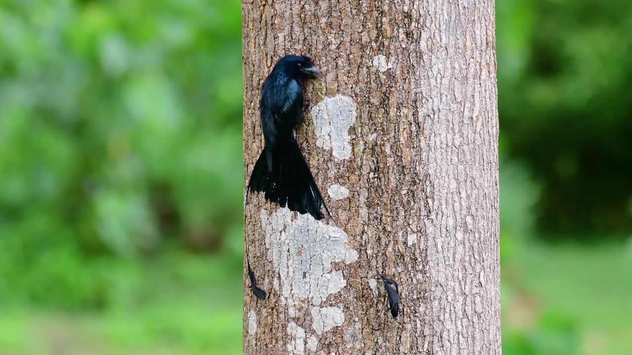 더 큰 라켓 꼬리 드론고는 라켓처럼 보이는 꼬리로 유명합니다.