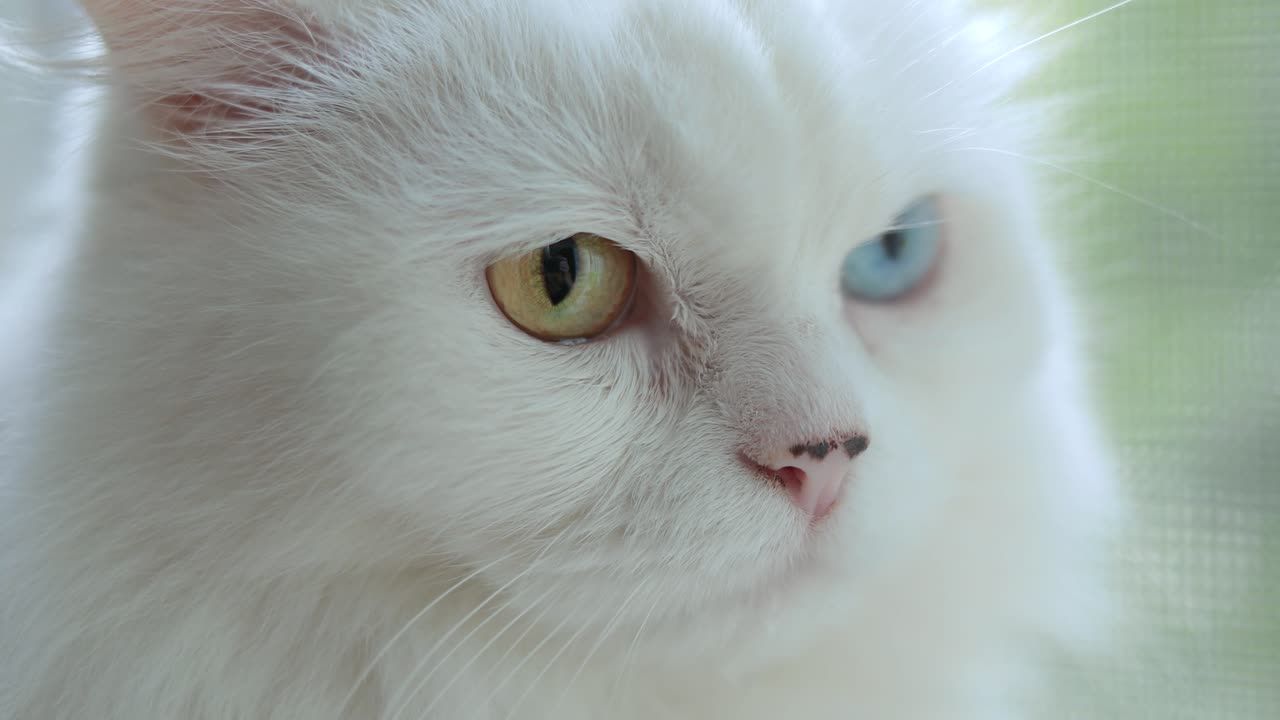 完全に虹彩異色症のイエネコ。窓辺に座るオッドアイの白い猫