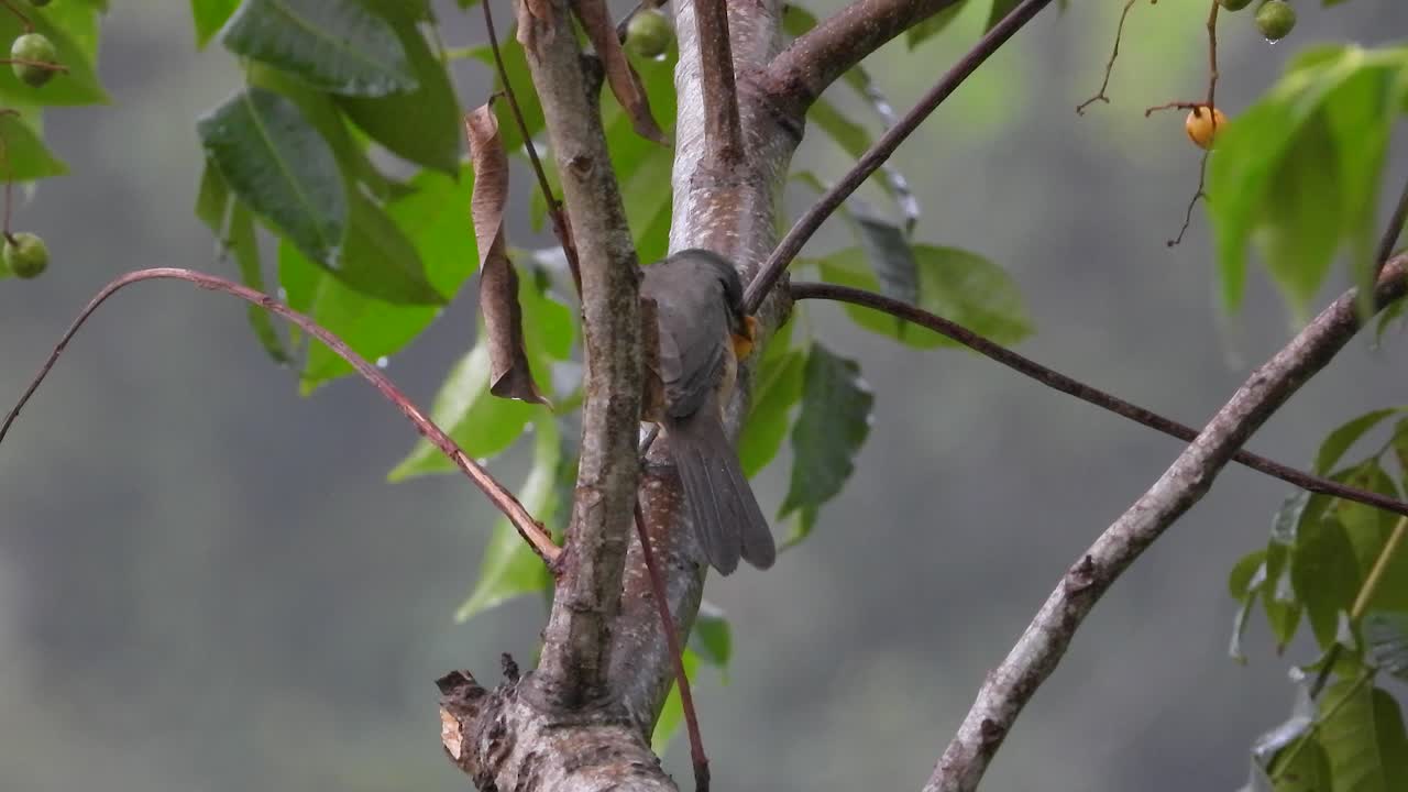 un pájaro gris oliva come frutos de las loquatas en las ramas de los árboles lluviosos.