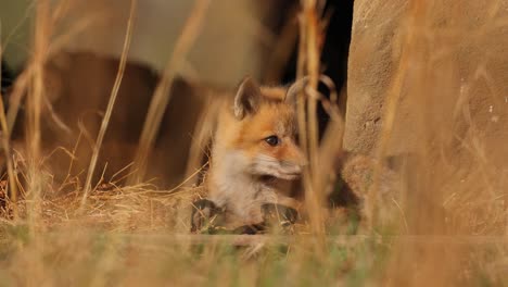 close up of an american red fox cub at first scratching and then relaxing on the floor near an urban structure