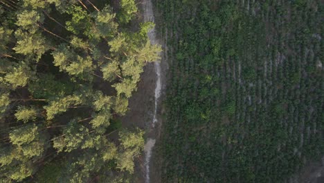 Aerial-flyover-border-between-growing-old-trees-and-new-planted-trees-during-sunny-day