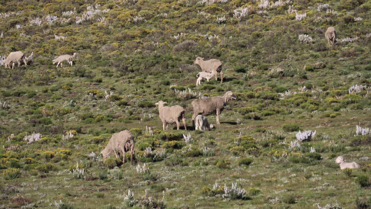배고픈 어린 양은 녹색 초원에서 무리가 방목할 때 엄마의 우유를 마신다