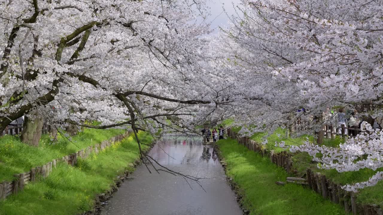 Paesaggio naturale di fiori di ciliegio in Giappone vicino al fiume.