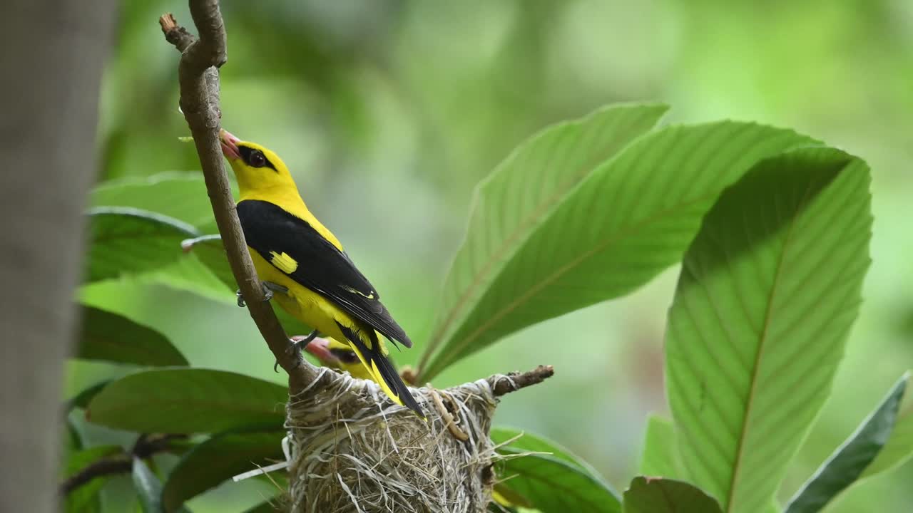 el oriole dorado eurasiático alimenta a los polluelos en el nido