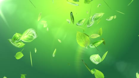 Fresh-green-leaves-on-summer-background