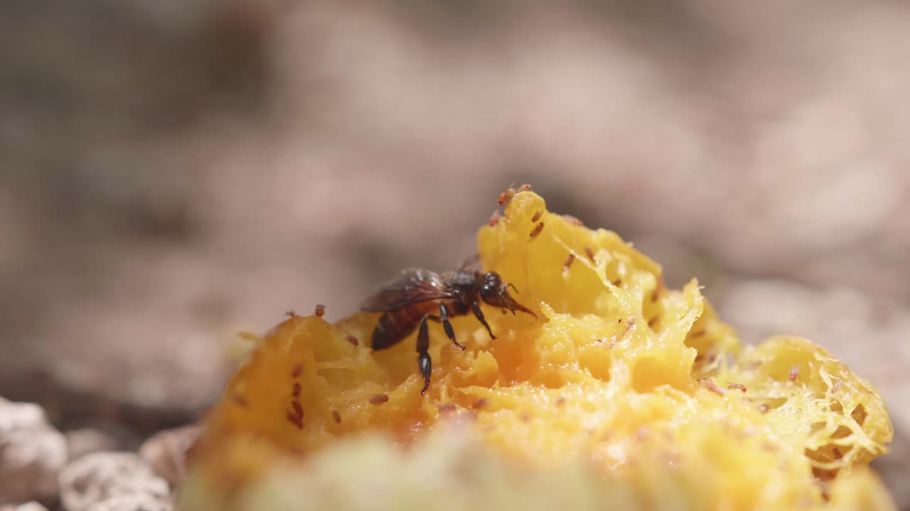 말벌과 초파리는 한낮의 태양 아래 땅에 있는 망고를 먹습니다