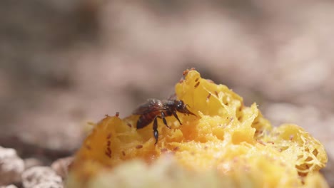 a wasp and fruit flies eat a mango on the ground in the midday sun