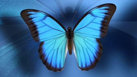 a stunning blue butterfly