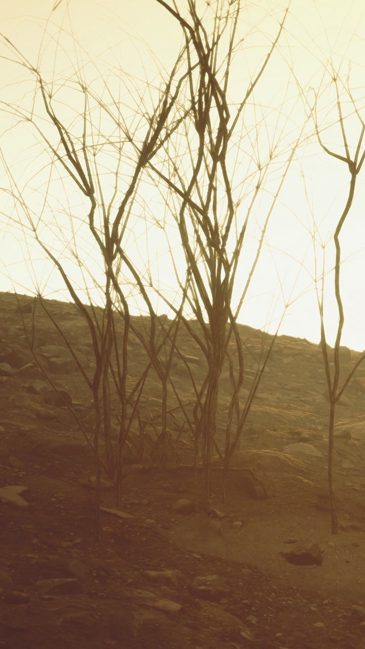 Twisted branches stand against a bright sky on a rocky landscape