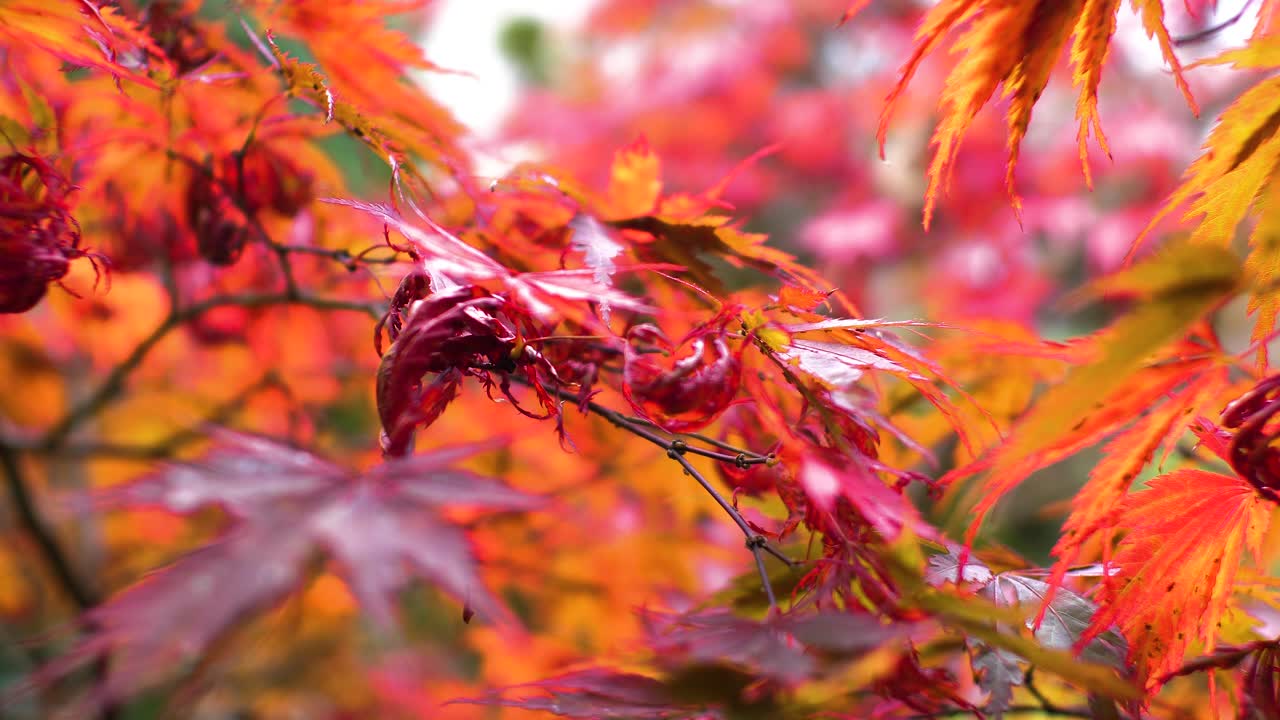 Close up of Japanese Maple leaves moving in light wind