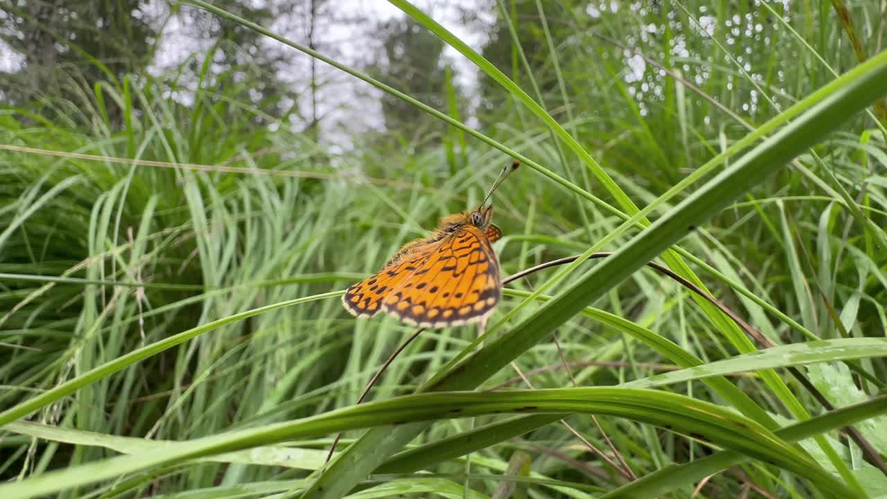 Small pearl-bordered fritillary (Boloria selene) butterfly walking on a blade of grass. Saaremaa, Estonia