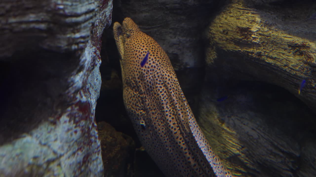 Spotted Moray Eel with massive spotted body hides deep inside a dark rocky crevice waiting for prey in its tropical reef or aquarium habitat