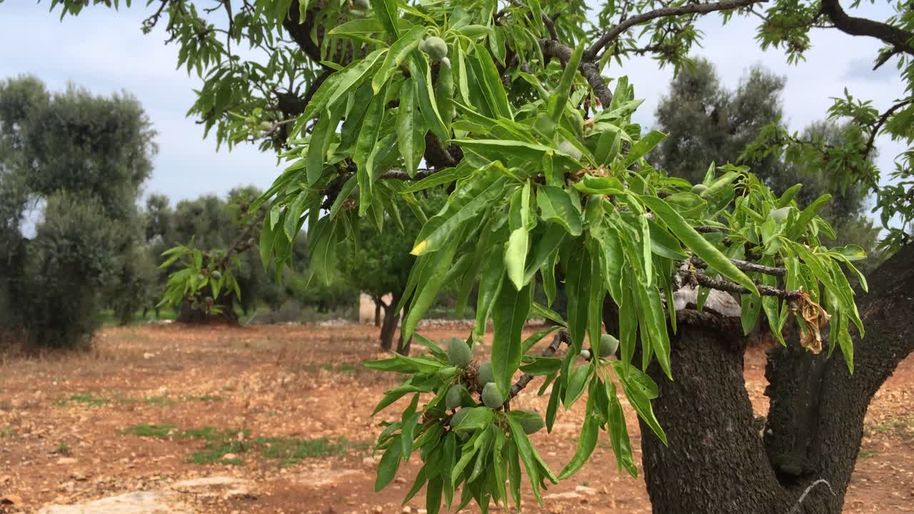hojas de rama de olivo con frutos en huerto cultivado, arboleda