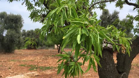 Olive tree branch leaves with fruits in cultivated orchard, grove