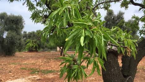 olive tree branch leaves with fruits in cultivated orchard, grove