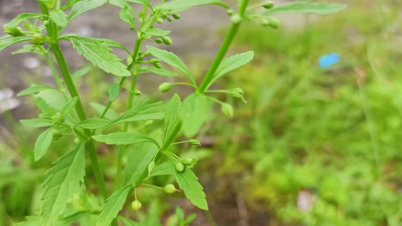 cerca de la hoja fresca del abedul