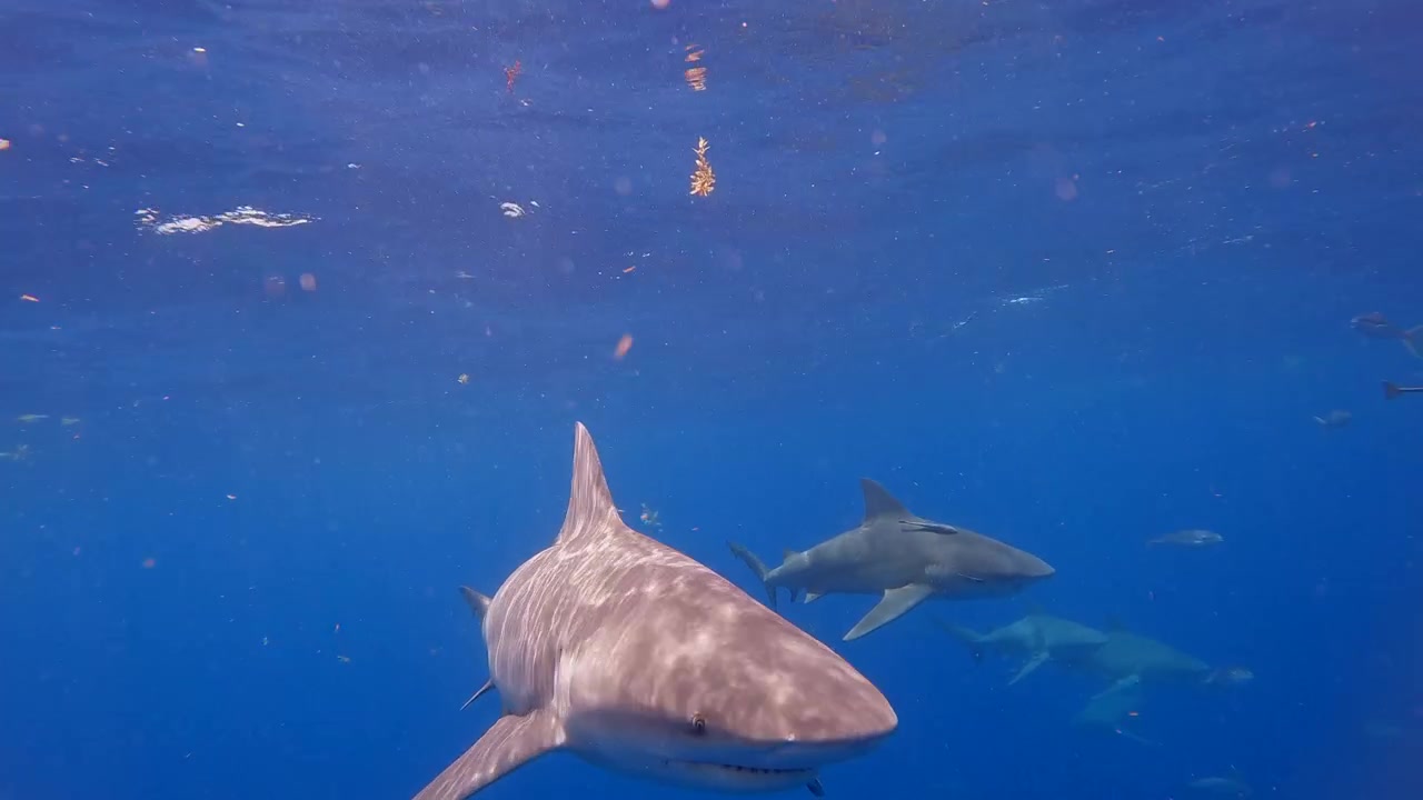 Bull sharks swim directly past camera in open ocean - shark encounter