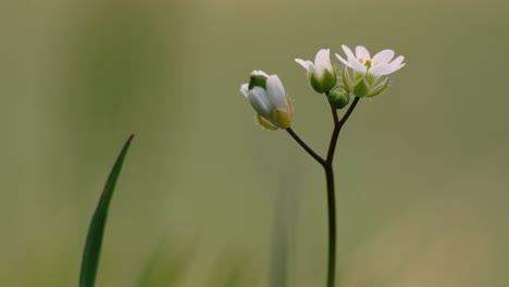 Macro-4k-shots-of-spring-time-grass-and-it's-wild-life