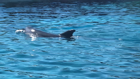 dolphin zoo playing with plastic toy, mammal swim in captivity, dorsal on surface