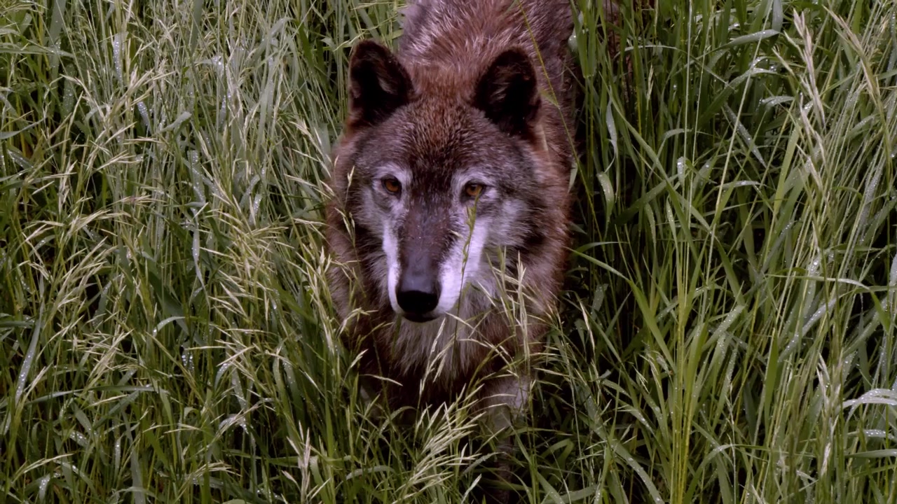 An Alaskan Tundra Wolf name Shasta