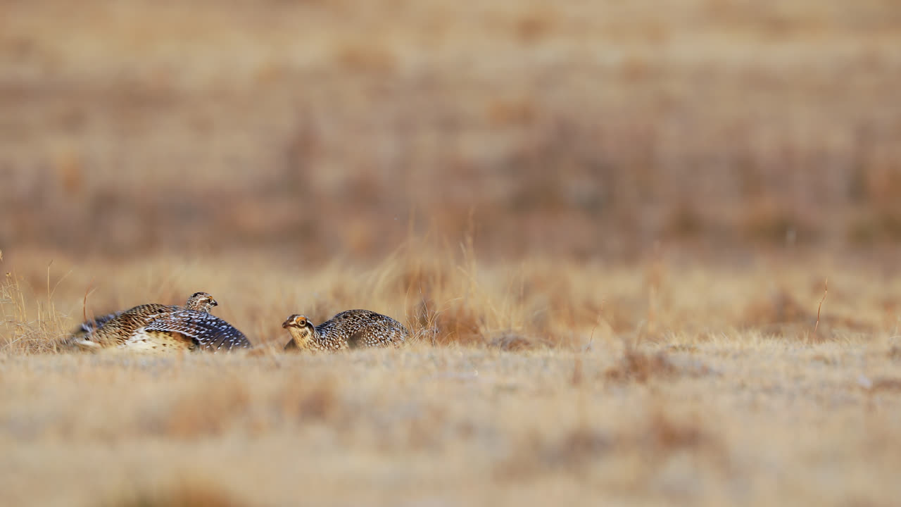 par de urogallos de cola afilada bailando en lek, mostrando una actuación de cortejo en saskatchewan, canadá