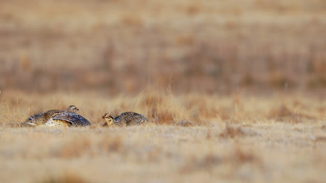 Pair-Of-Sharp-Tailed-Grouse-Dancing-On-Lek,-Displaying-Courtship-Performance-In-Saskatchewan,-Canada