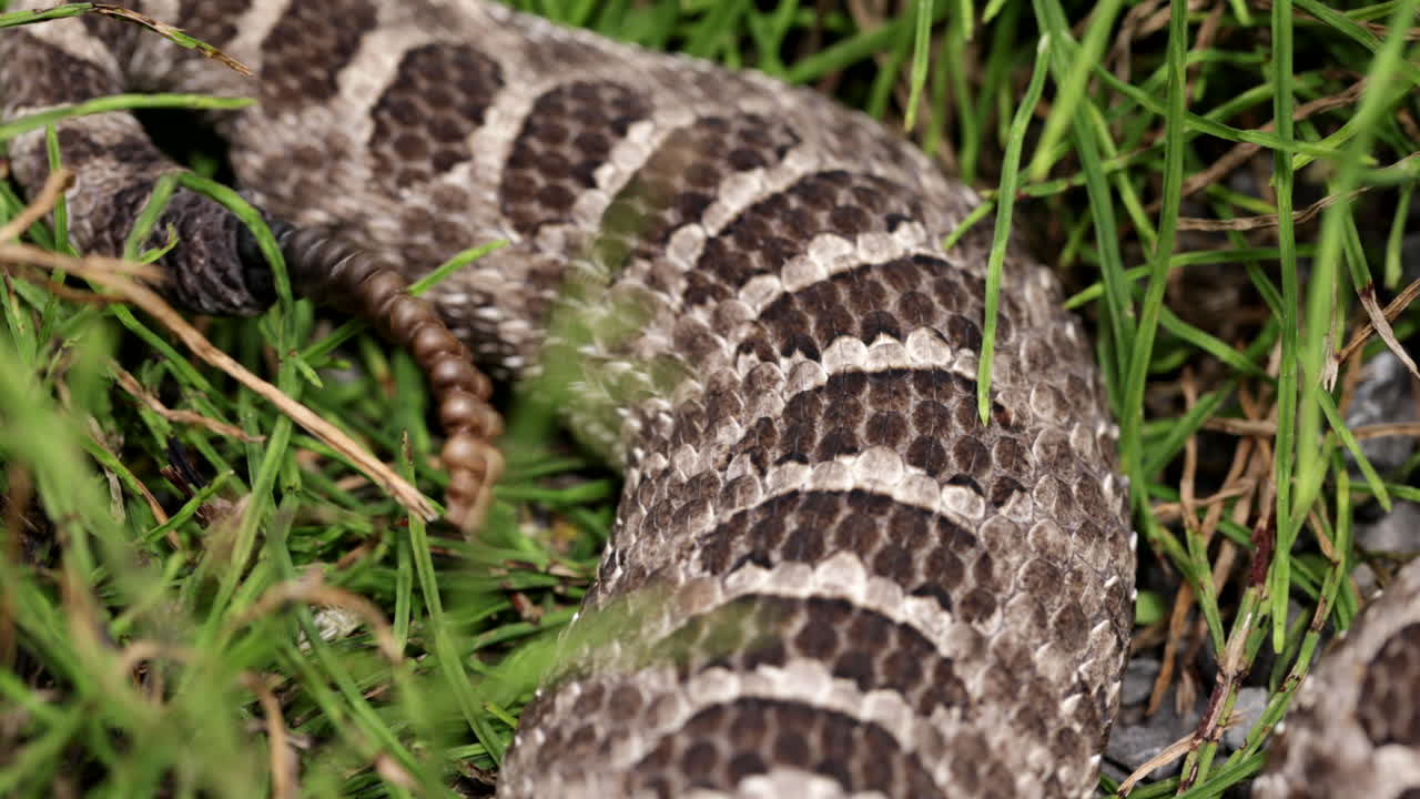 крупный план погремушки на хвосте гремучей змеи massasauga