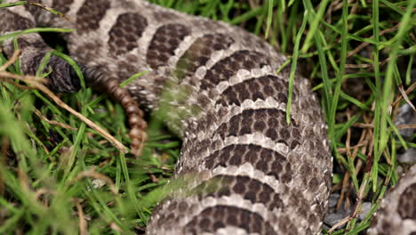 Cerrar-Traqueteo-En-Una-Cola-De-Serpiente-De-Cascabel-Massasauga