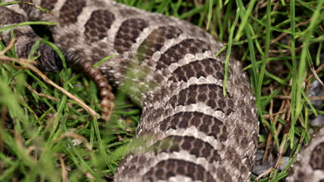 cerrar el sonajero en la cola de una serpiente de cascabel de massasauga
