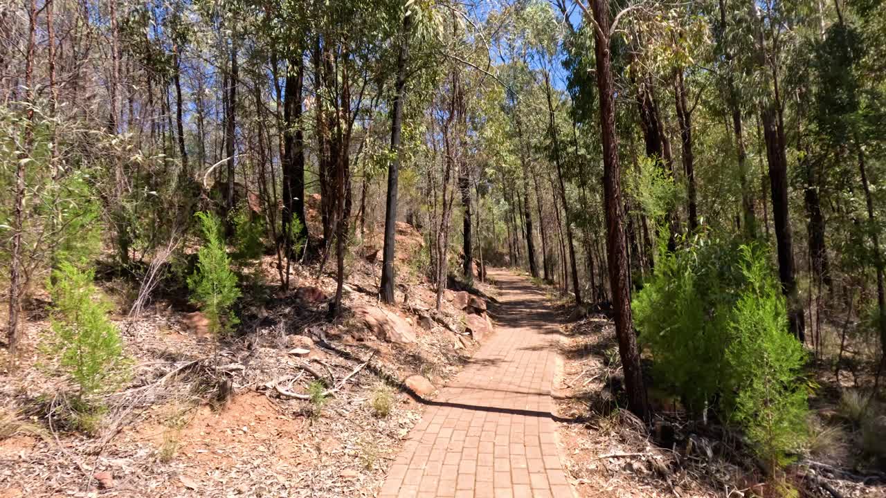 un paseo sereno por un sendero del bosque