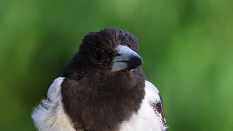 close-up of a magpie showing various head movements