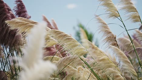 pampas grass plants swaying in the wind, close up background of grasses gently blowing in windy weather, beautiful nature shot with muted colours