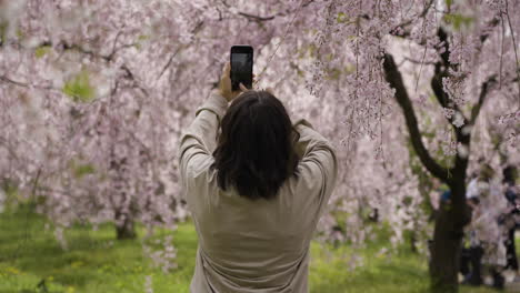 slow motion shot of a female tourist taking photos of the cherry blossoms in kyoto