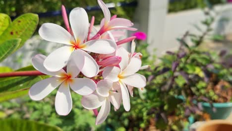 static shot of pink or red plumeria also know as champa