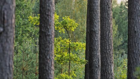 young oak tree grows between tall pine trunks in a still, quiet forest