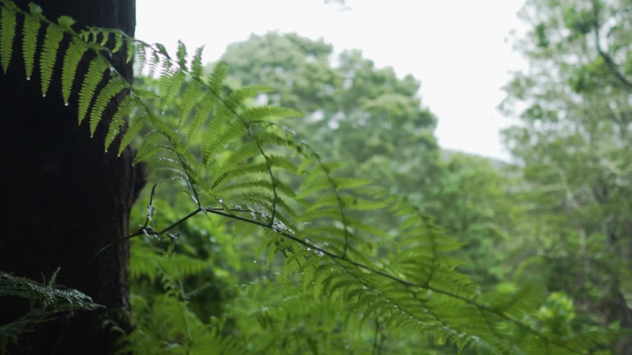 Rainforest Fern Closeup