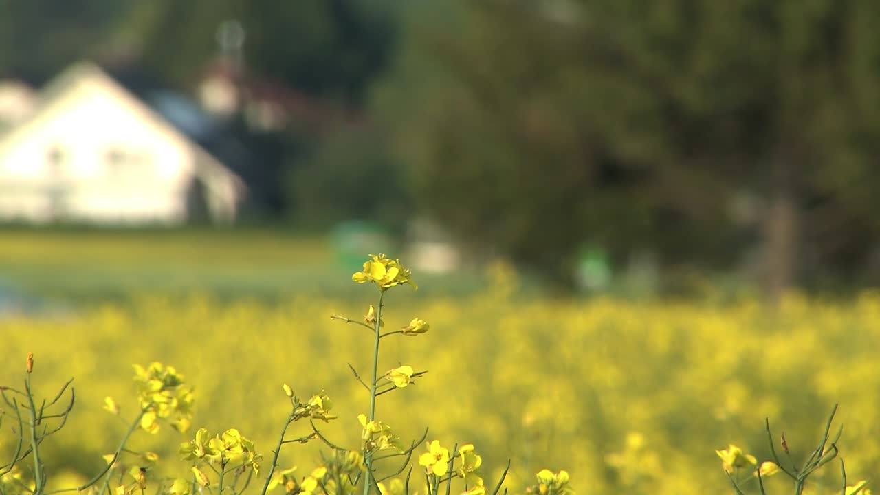 독일 바이에른의 노란색 카놀라 또는 강간장