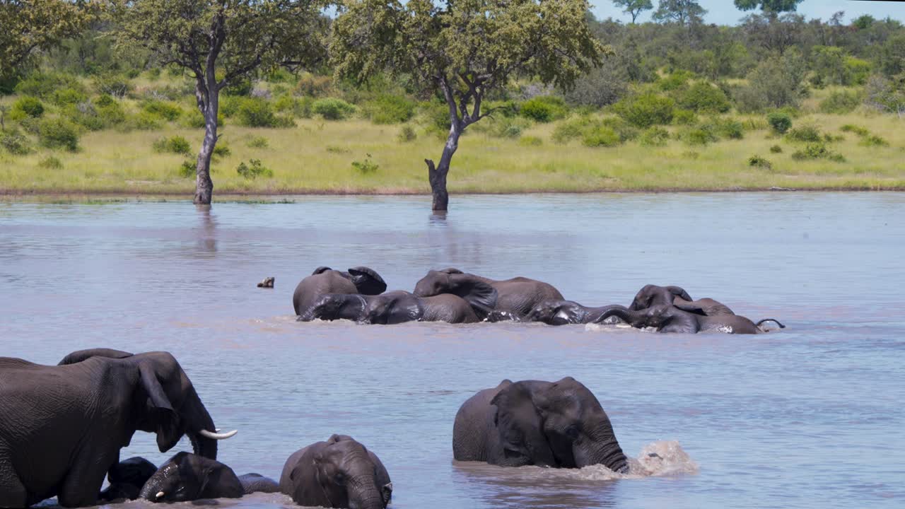 아프리카 코끼리 무리 는 사바나 호수 에서 함께 뜨거운 날 을 즐긴다