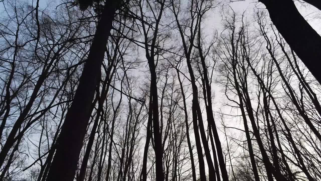 mirando hacia los árboles altos de invierno contra el cielo despejado en el bosque tranquilo - tiro de muñeca de ángulo bajo