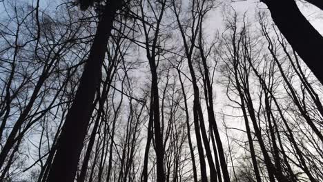 Mirando-Hacia-Los-árboles-Altos-De-Invierno-Contra-El-Cielo-Despejado-En-El-Bosque-Tranquilo---Tiro-De-Muñeca-De-ángulo-Bajo