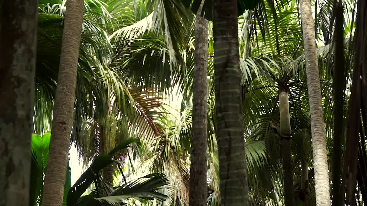 세이셸의 섬 프랄린에 있는 발레 드 마이 국립공원의 바람에 야자수가 흔들리고 있습니다.